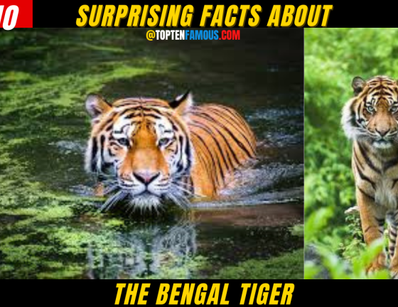 ANIMALS10 + Surprising Facts About The Bengal Tiger