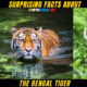 ANIMALS10 + Surprising Facts About The Bengal Tiger