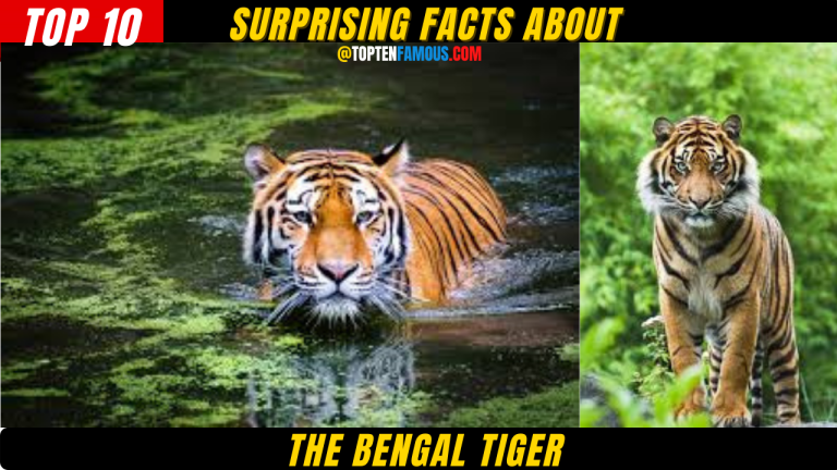 ANIMALS10 + Surprising Facts About The Bengal Tiger